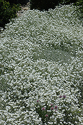 Snow-In-Summer (Cerastium tomentosum) at Ward's Nursery & Garden Center