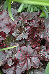 Midnight Rose Coral Bells (Heuchera 'Midnight Rose') at Ward's Nursery & Garden Center