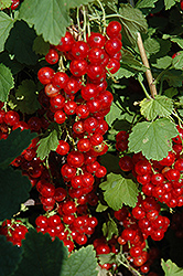 Red Lake Red Currant (Ribes rubrum 'Red Lake') at Ward's Nursery & Garden Center