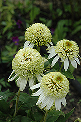 Coconut Lime Coneflower (Echinacea 'Coconut Lime') at Ward's Nursery & Garden Center