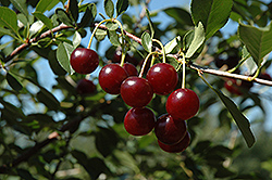 Carmine Jewel Cherry (Prunus 'Carmine Jewel') at Ward's Nursery & Garden Center
