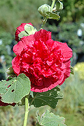 Chater's Double Rose Pink Hollyhock (Alcea rosea 'Chater's Double Rose Pink') at Ward's Nursery & Garden Center