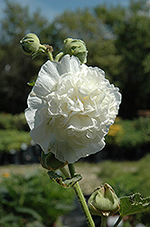 Chater's Double White Hollyhock (Alcea rosea 'Chater's Double White') at Ward's Nursery & Garden Center