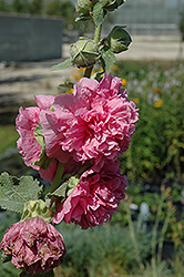 Chater's Double Pink Hollyhock (Alcea rosea 'Chater's Double Pink') at Ward's Nursery & Garden Center