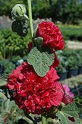 Chater's Double Red Hollyhock (Alcea rosea 'Chater's Double Red') at Ward's Nursery & Garden Center