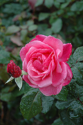 Grandma's Blessing Rose (Rosa 'Grandma's Blessing') at Ward's Nursery & Garden Center