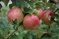 Sweet Sixteen Apple (Malus 'Sweet Sixteen') at Ward's Nursery & Garden Center