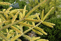 Skylands Golden Spruce (Picea orientalis 'Skylands') at Ward's Nursery & Garden Center