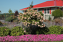 Tree Form Pee Gee Hydrangea (Hydrangea paniculata 'Grandiflora (tree form)') at Ward's Nursery & Garden Center