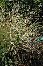 Blue Arrows Rush (Juncus inflexus 'Blue Arrows') at Ward's Nursery & Garden Center