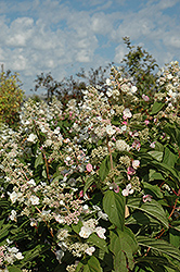 Tardiva Hydrangea (Hydrangea paniculata 'Tardiva') at Ward's Nursery & Garden Center