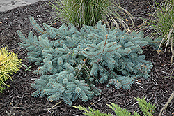Procumbens Spruce (Picea pungens 'Procumbens') at Ward's Nursery & Garden Center