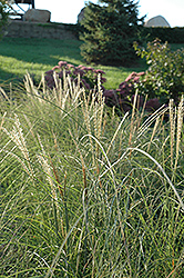 Sarabande Maiden Grass (Miscanthus sinensis 'Sarabande') at Ward's Nursery & Garden Center