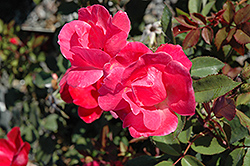 Pink Knock Out Rose (Rosa 'Radcon') at Ward's Nursery & Garden Center