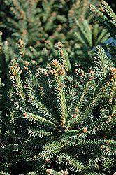 Sharpleaf Dwarf Norway Spruce (Picea abies 'Mucronata') at Ward's Nursery & Garden Center