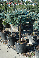 Globe Blue Spruce (tree form) (Picea pungens 'Globosa (tree form)') at Ward's Nursery & Garden Center