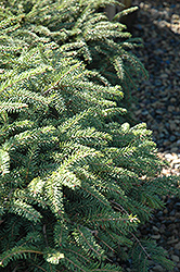 Elegans Spruce (Picea abies 'Elegans') at Ward's Nursery & Garden Center