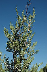 Hetz Columnar Juniper (Juniperus chinensis 'Hetz Columnar') at Ward's Nursery & Garden Center