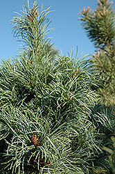 Bergman Japanese White Pine (Pinus parviflora 'Bergmani') at Ward's Nursery & Garden Center