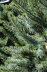 Bruns Spruce (Picea omorika 'Bruns') at Ward's Nursery & Garden Center