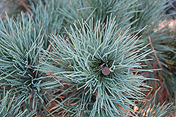 Dwarf Blue Swiss Stone Pine (Pinus cembra 'Glauca Nana') at Ward's Nursery & Garden Center