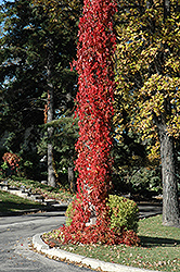 Virginia Creeper (Parthenocissus quinquefolia) at Ward's Nursery & Garden Center