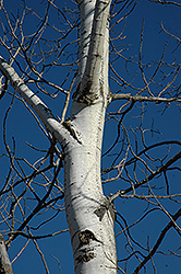 Trembling Aspen (Populus tremuloides) at Ward's Nursery & Garden Center