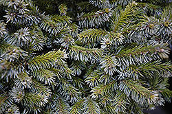 Gunther Dwarf Spruce (Picea omorika 'Gunther') at Ward's Nursery & Garden Center
