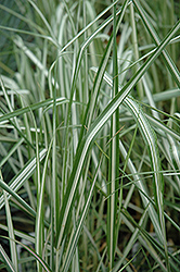 Avalanche Reed Grass (Calamagrostis x acutiflora 'Avalanche') at Ward's Nursery & Garden Center