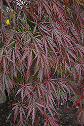 Tamukeyama Japanese Maple (Acer palmatum 'Tamukeyama') at Ward's Nursery & Garden Center