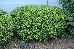 Densiformis Yew (Taxus x media 'Densiformis') at Ward's Nursery & Garden Center