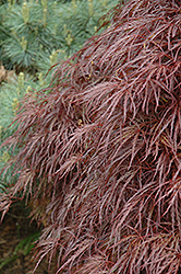 Red Select Cutleaf Japanese Maple (Acer palmatum 'Dissectum Red Select') at Ward's Nursery & Garden Center