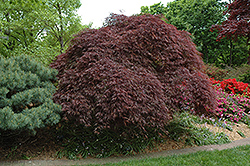 Red Select Cutleaf Japanese Maple (Acer palmatum 'Dissectum Red Select') at Ward's Nursery & Garden Center