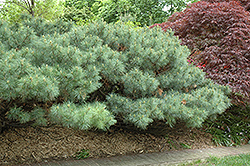 Dwarf White Pine (Pinus strobus 'Nana') at Ward's Nursery & Garden Center