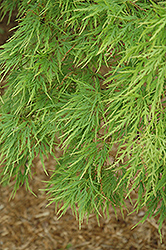 Cutleaf Japanese Maple (Acer palmatum 'Dissectum') at Ward's Nursery & Garden Center