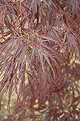 Garnet Cutleaf Japanese Maple (Acer palmatum 'Garnet') at Ward's Nursery & Garden Center