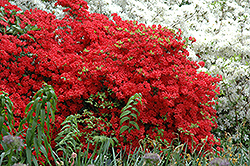 Stewartstonian Azalea (Rhododendron 'Stewartstonian') at Ward's Nursery & Garden Center