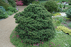 Gregoryana Spruce (Picea abies 'Gregoryana') at Ward's Nursery & Garden Center