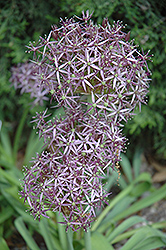 Star Of Persia Onion (Allium christophii) at Ward's Nursery & Garden Center