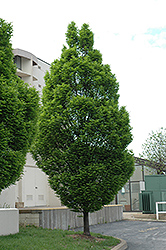 Pyramidal European Hornbeam (Carpinus betulus 'Fastigiata') at Ward's Nursery & Garden Center