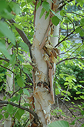 Heritage River Birch (Betula nigra 'Heritage') at Ward's Nursery & Garden Center
