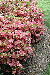 Blaauw's Pink Azalea (Rhododendron 'Blaauw's Pink') at Ward's Nursery & Garden Center