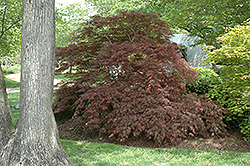 Garnet Cutleaf Japanese Maple (Acer palmatum 'Garnet') at Ward's Nursery & Garden Center