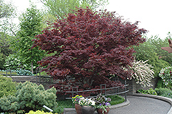 Bloodgood Japanese Maple (Acer palmatum 'Bloodgood') at Ward's Nursery & Garden Center