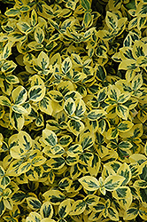 Emerald 'n' Gold Wintercreeper (Euonymus fortunei 'Emerald 'n' Gold') at Ward's Nursery & Garden Center