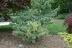 Bergman Japanese White Pine (Pinus parviflora 'Bergmani') at Ward's Nursery & Garden Center