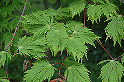 Cutleaf Fullmoon Maple (Acer japonicum 'Aconitifolium') at Ward's Nursery & Garden Center