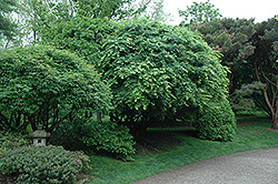 Japanese Maple (Acer palmatum) at Ward's Nursery & Garden Center
