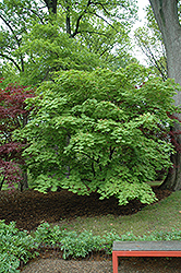 Cutleaf Fullmoon Maple (Acer japonicum 'Aconitifolium') at Ward's Nursery & Garden Center