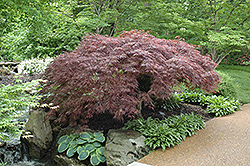 Red Select Japanese Maple (Acer palmatum 'Red Select') at Ward's Nursery & Garden Center